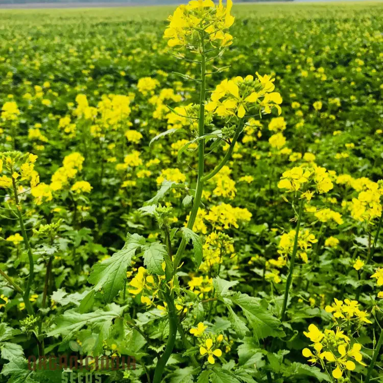 Heirloom Mustard Seeds For Planting, Grow Flavorful & Nutritious Mustard Greens in Your Garden