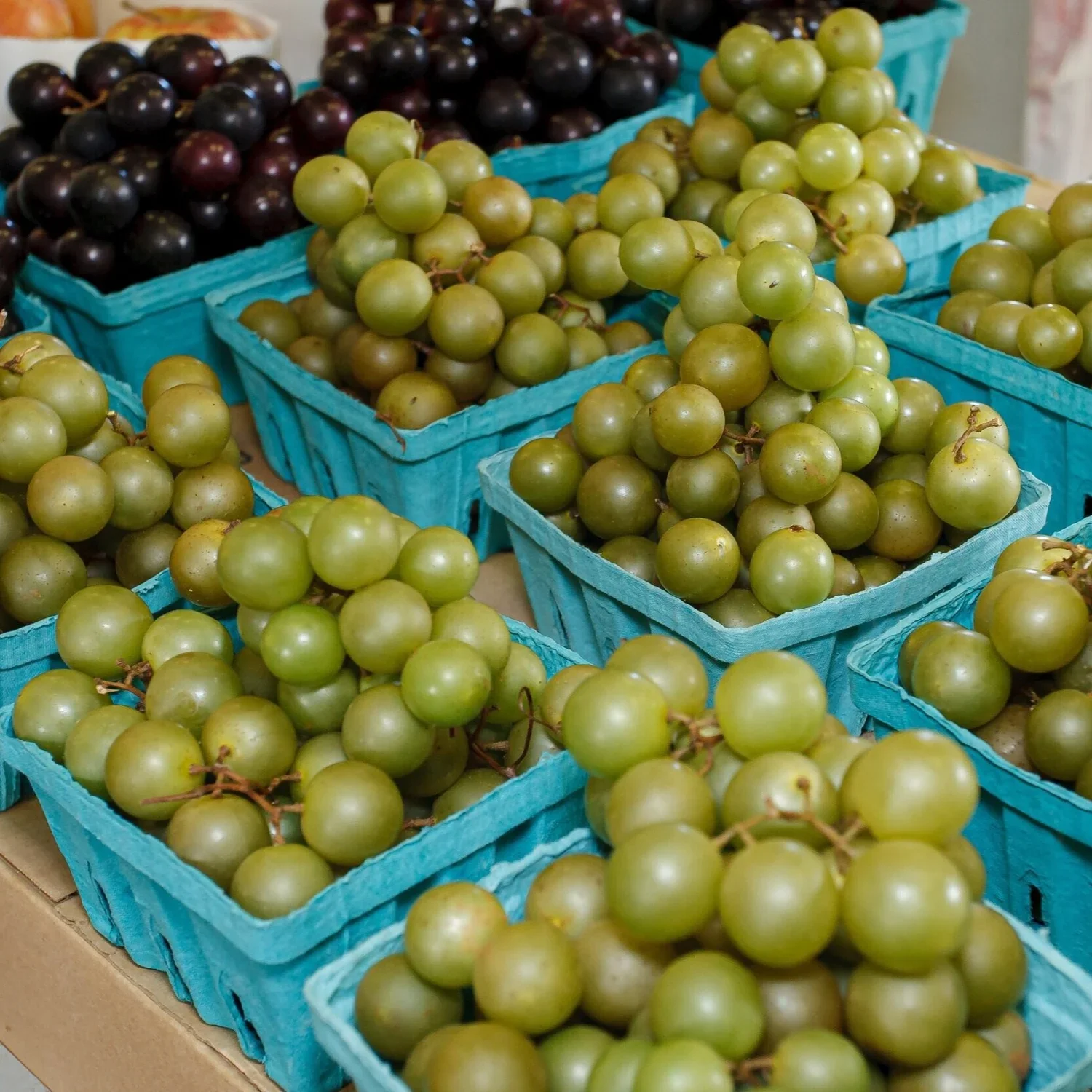 Heirloom Non-GMO Giant Scuppernong Golden Muscadine Seeds (15 Pieces)