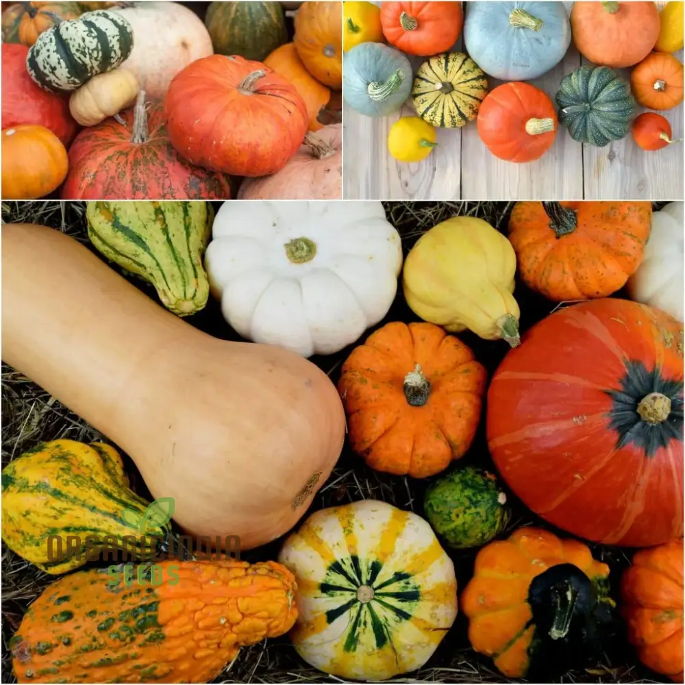 Heirloom Pumpkin Mix Seeds, Premium Vegetable Seeds for Unique, Flavorful Pumpkins, Perfect for Home Gardens