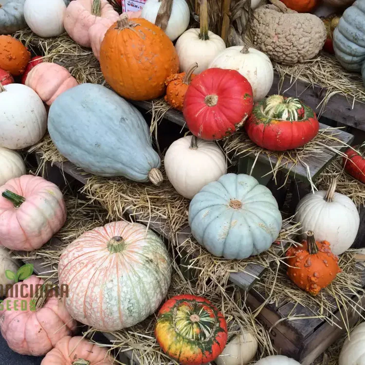 Heirloom Pumpkin Mix Seeds, Premium Vegetable Seeds for Unique, Flavorful Pumpkins, Perfect for Home Gardens - Image 3