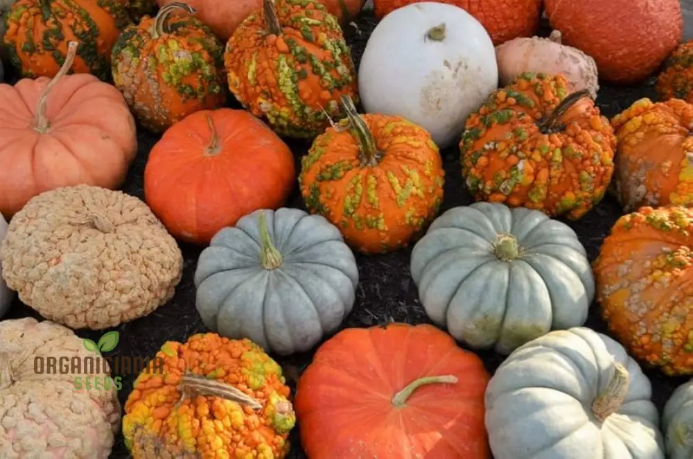 Heirloom Pumpkin Mix Seeds, Premium Vegetable Seeds for Unique, Flavorful Pumpkins, Perfect for Home Gardens - Image 4