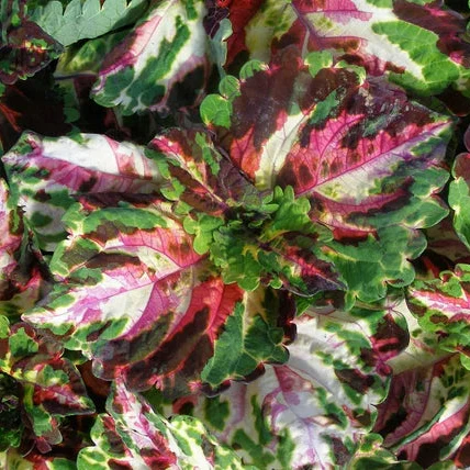 Heirloom Purple Red Brussels Sprout Seeds, Planting