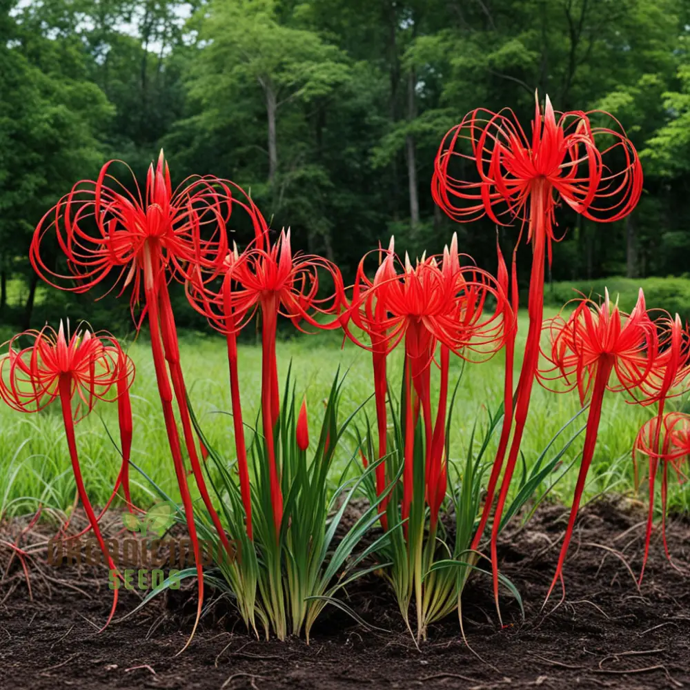 Heirloom Red Spider Lily Flower Seeds, Bulbs Lycos's Radiata Bulbs for Fall Planting(3 Pcs)