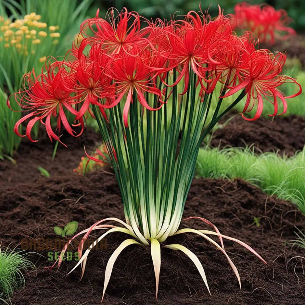 Heirloom Red Spider Lily Flower Seeds, Bulbs Lycos's Radiata Bulbs for Fall Planting(3 Pcs) - Image 3