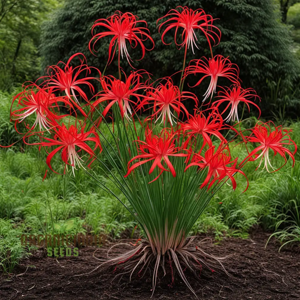 Heirloom Red Spider Lily Flower Seeds, Bulbs Lycos's Radiata Bulbs for Fall Planting(3 Pcs) - Image 4