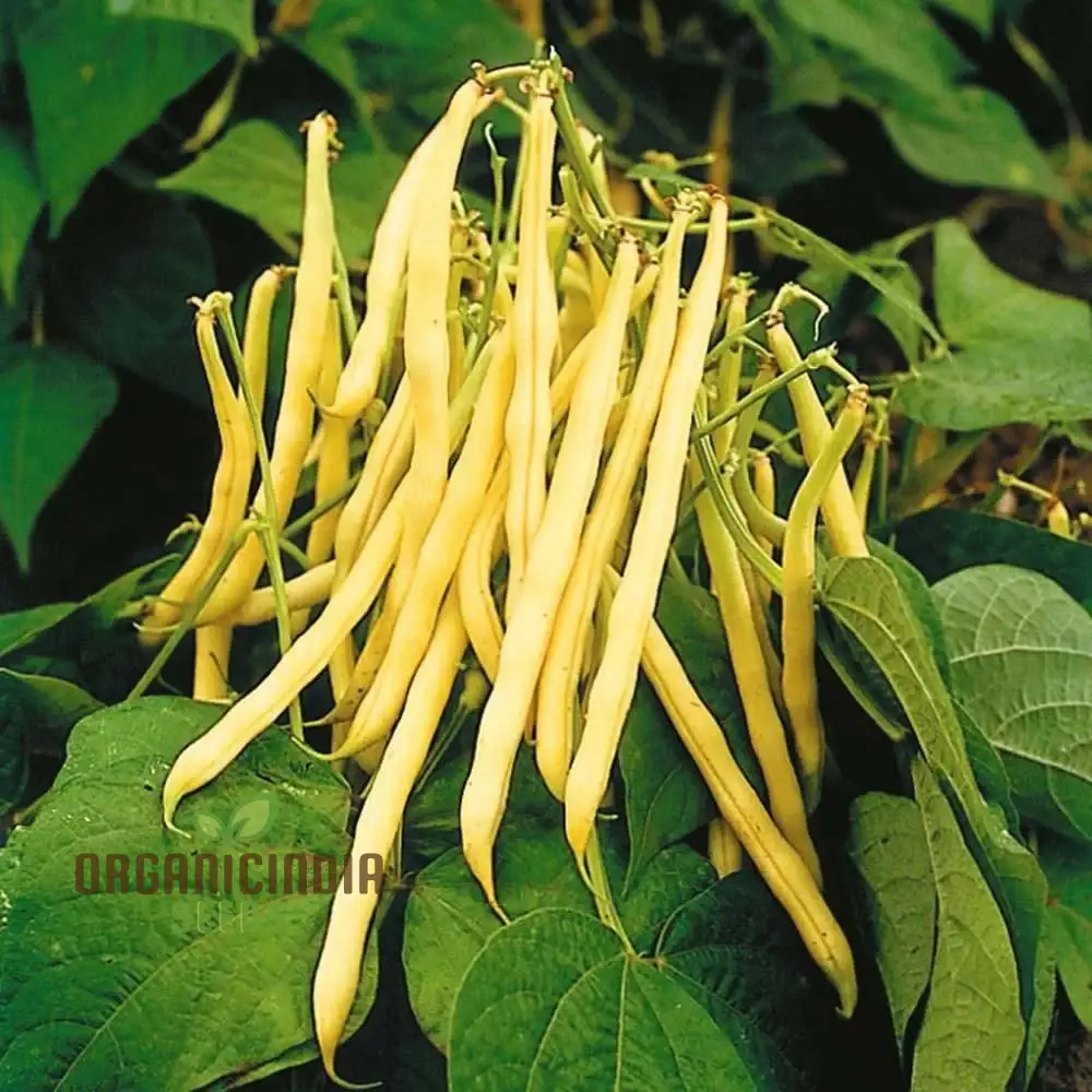 Heirloom Yellow Wax Bean Pole Kentucky Wonder - Very Productive Longwords Vegetable Seeds For Planting