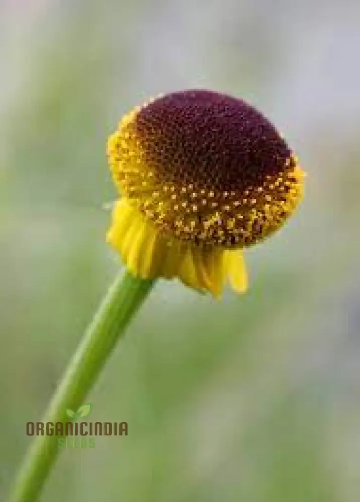 Helenium Puberulum Flower Seeds, Planting - 100 pcs - Image 3