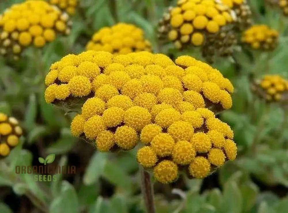 Helichrysum Flower Seeds for Gardening Enthusiasts - Perfect for Home Planting Projects