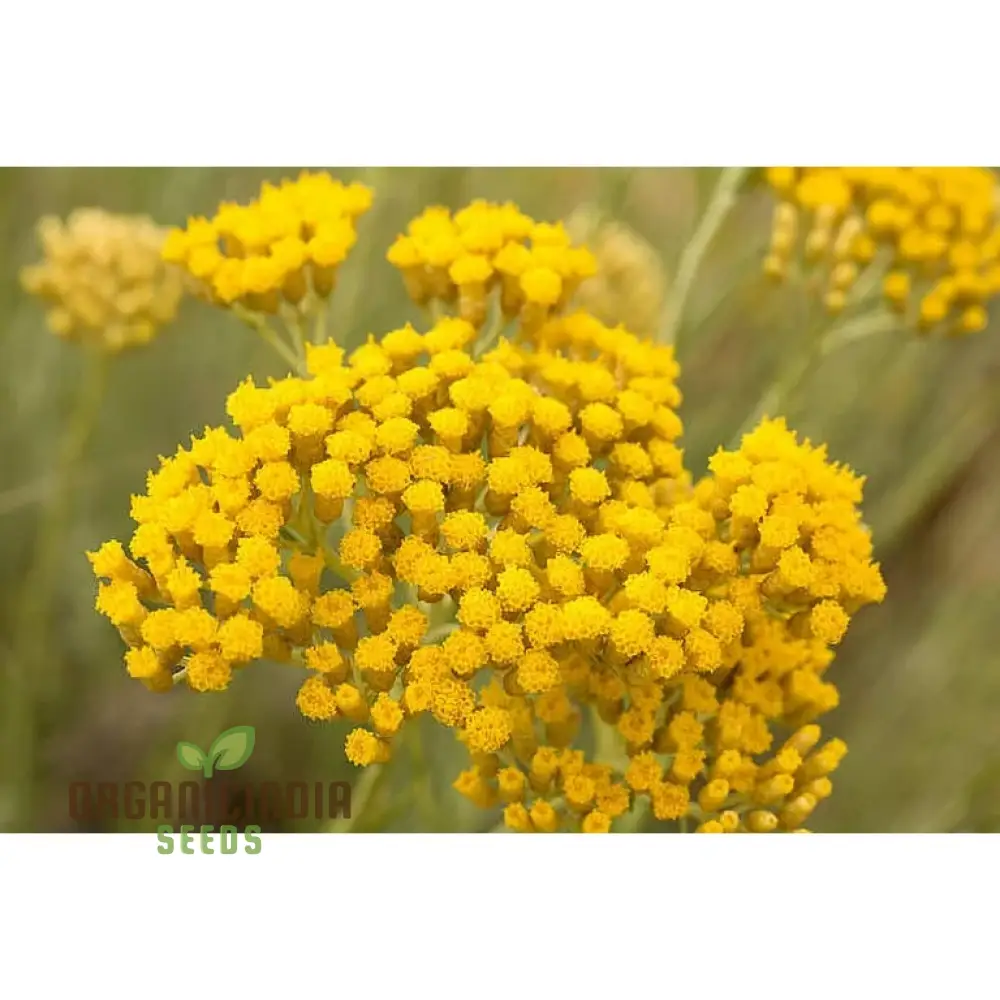 Helichrysum Flower Seeds for Gardening Enthusiasts - Perfect for Home Planting Projects - Image 3