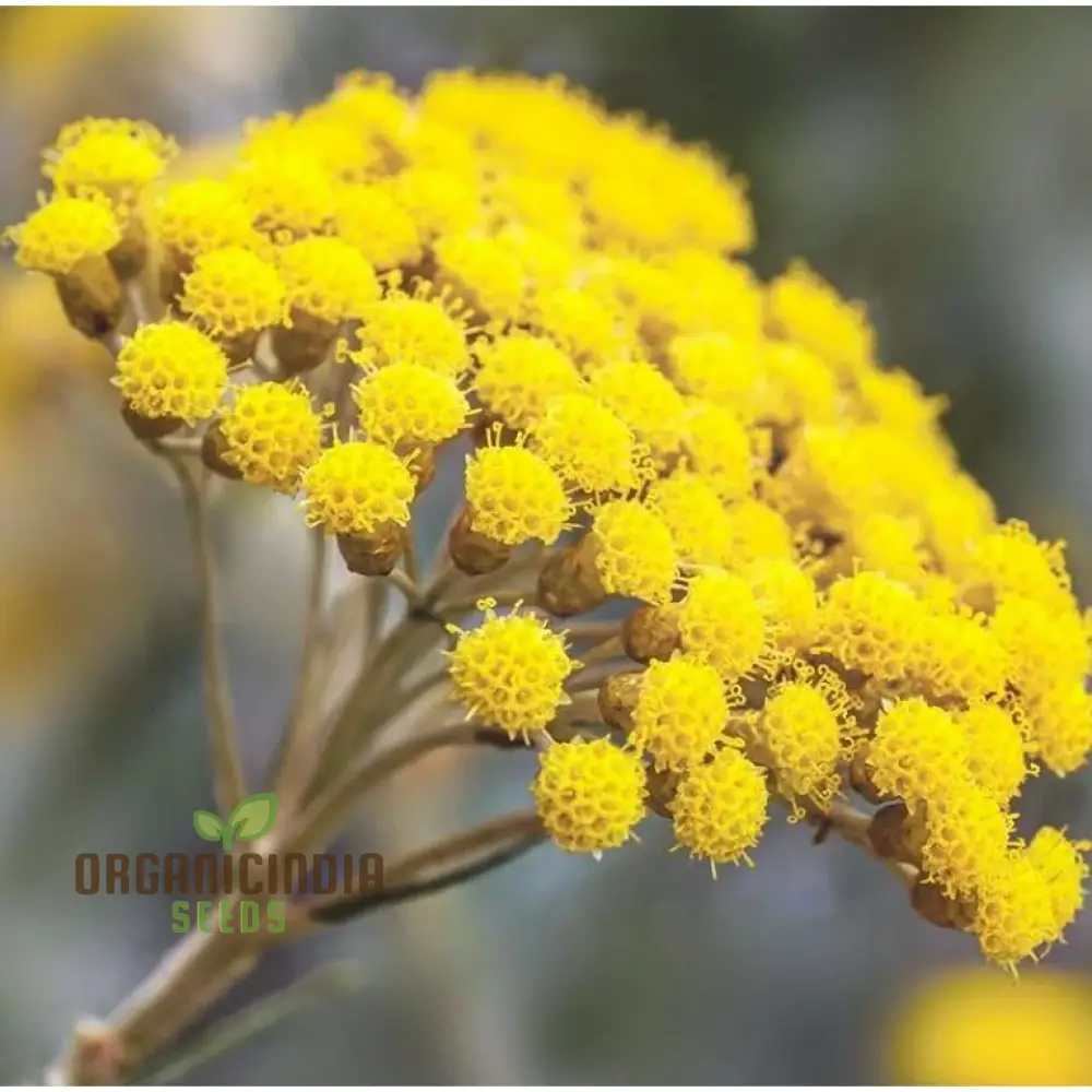 Helichrysum Flower Seeds for Gardening Enthusiasts - Perfect for Home Planting Projects - Image 4
