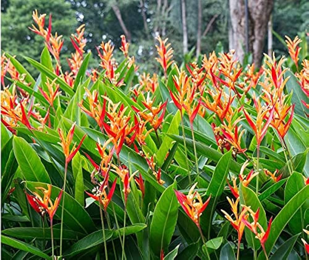 Heliconia Wagneriana Plant Seeds for Planting