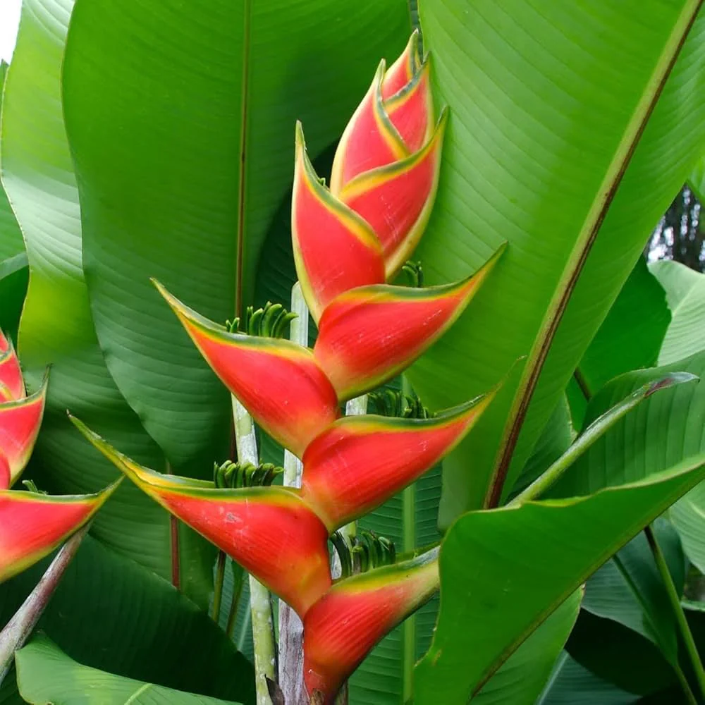 Heliconia Wagneriana Plant Seeds for Planting - Image 2
