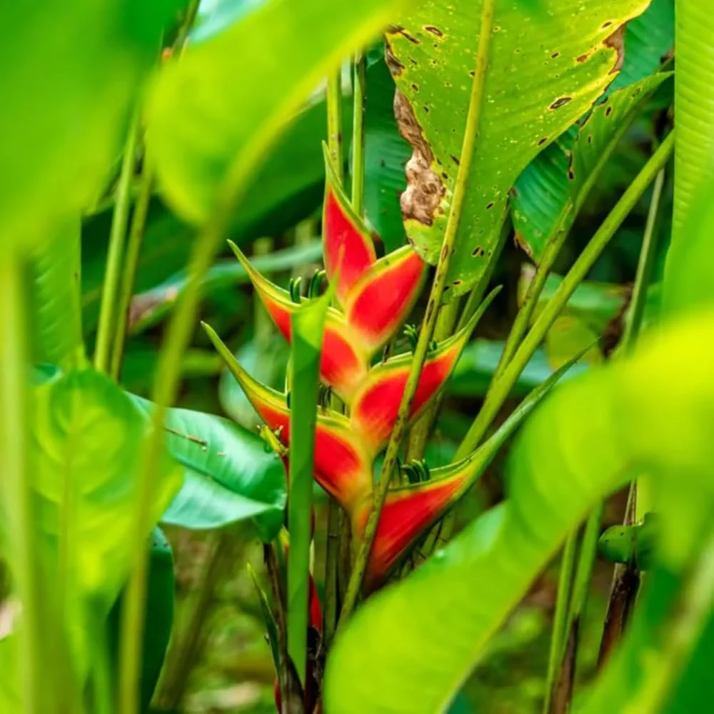 Heliconia Wagneriana Plant Seeds for Planting - Image 3