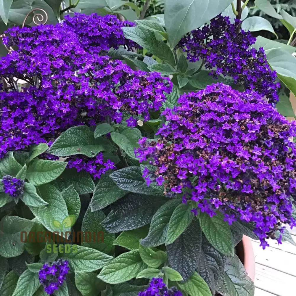 Heliotrope Marine Flower Seeds, Vibrant Additions to Your Garden, Premium Seeds for Gardening