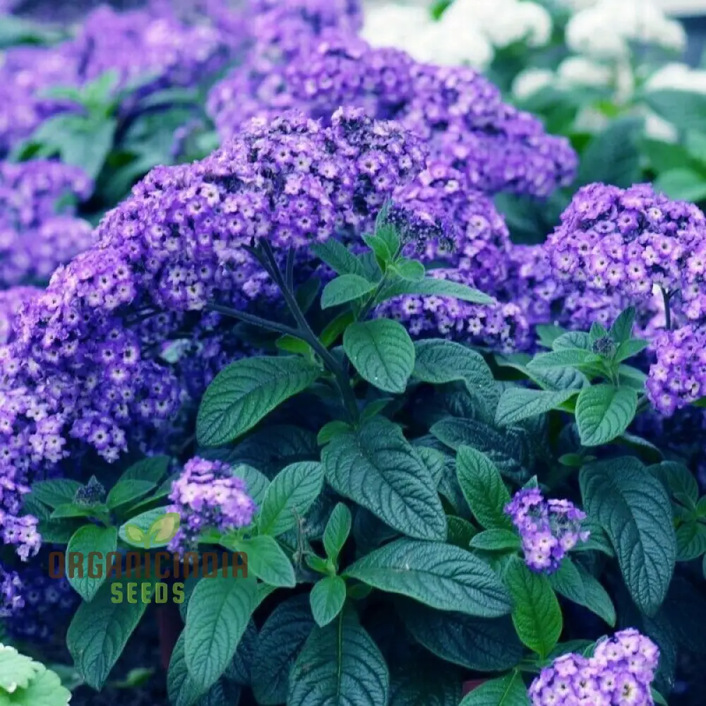 Heliotrope Marine Flower Seeds, Vibrant Additions to Your Garden, Premium Seeds for Gardening - Image 3