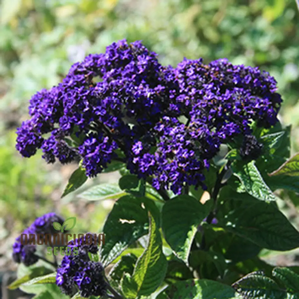 Heliotrope Marine Flower Seeds, Vibrant Additions to Your Garden, Premium Seeds for Gardening - Image 4