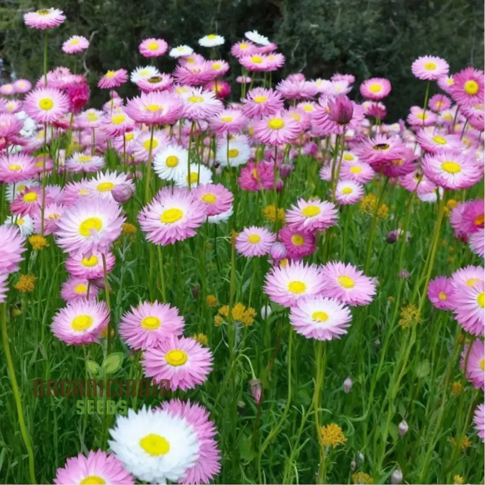 Helipterum Roseum: Giant Flower Mix Seeds - Bloom Beautifully with Our Premium Collection!