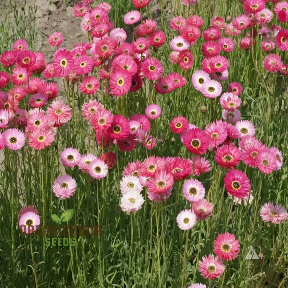 Helipterum Roseum: Giant Flower Mix Seeds - Bloom Beautifully with Our Premium Collection! - Image 3