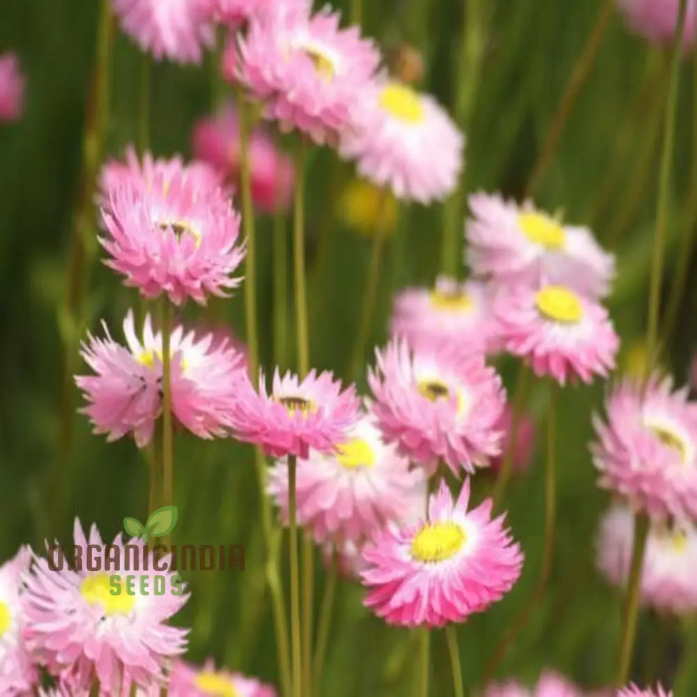 Helipterum Roseum: Giant Flower Mix Seeds - Bloom Beautifully with Our Premium Collection! - Image 4