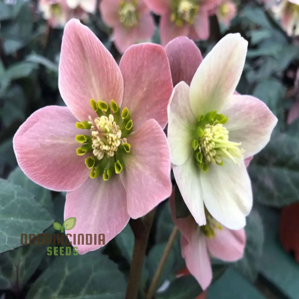 Helleborus Flower Seeds Planting, Expert Gardening Tips for Beautiful Blossoms