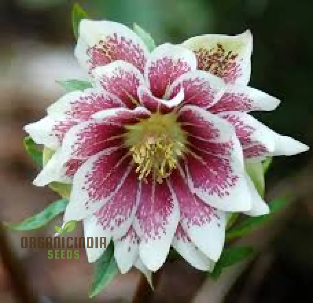 Helleborus Orientalis Plantworld Doubles Seeds | Exquisite Gardening Delight for Your Home Garden