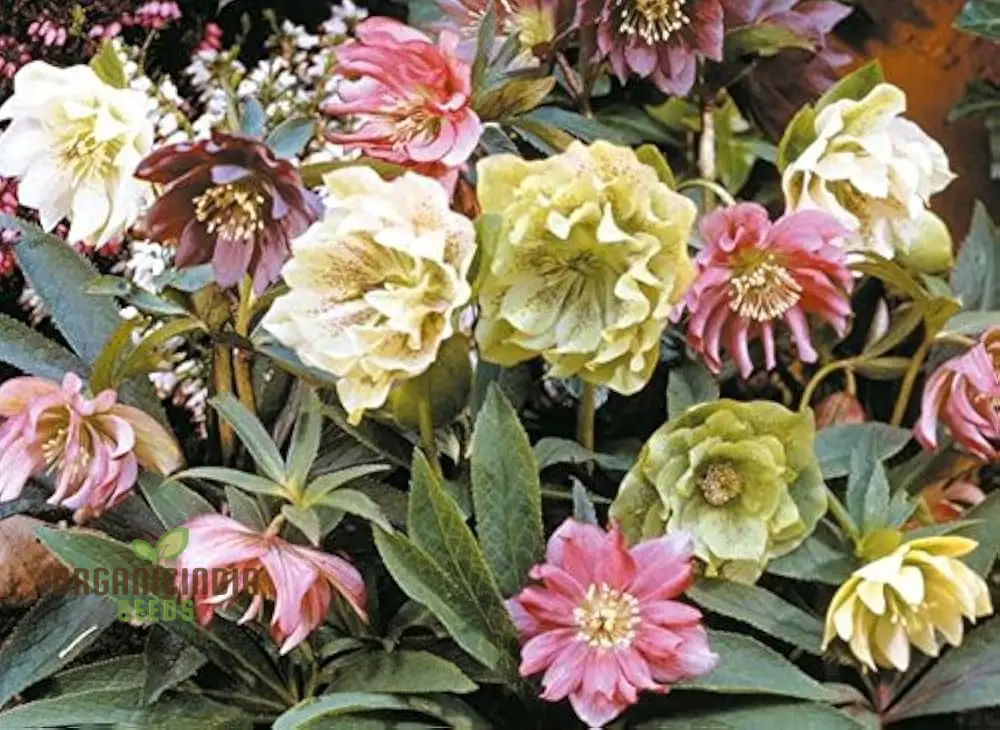 Helleborus Orientalis Plantworld Doubles Seeds | Exquisite Gardening Delight for Your Home Garden - Image 3