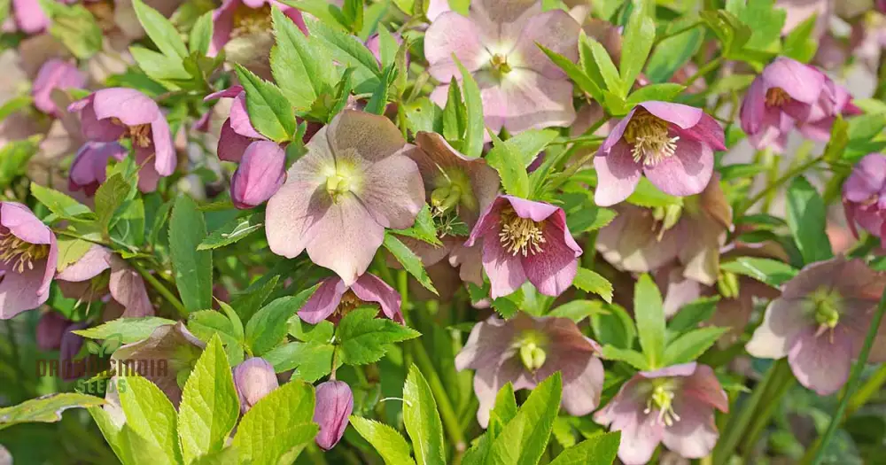 Helleborus Orientalis Plantworld Doubles Seeds | Exquisite Gardening Delight for Your Home Garden - Image 4