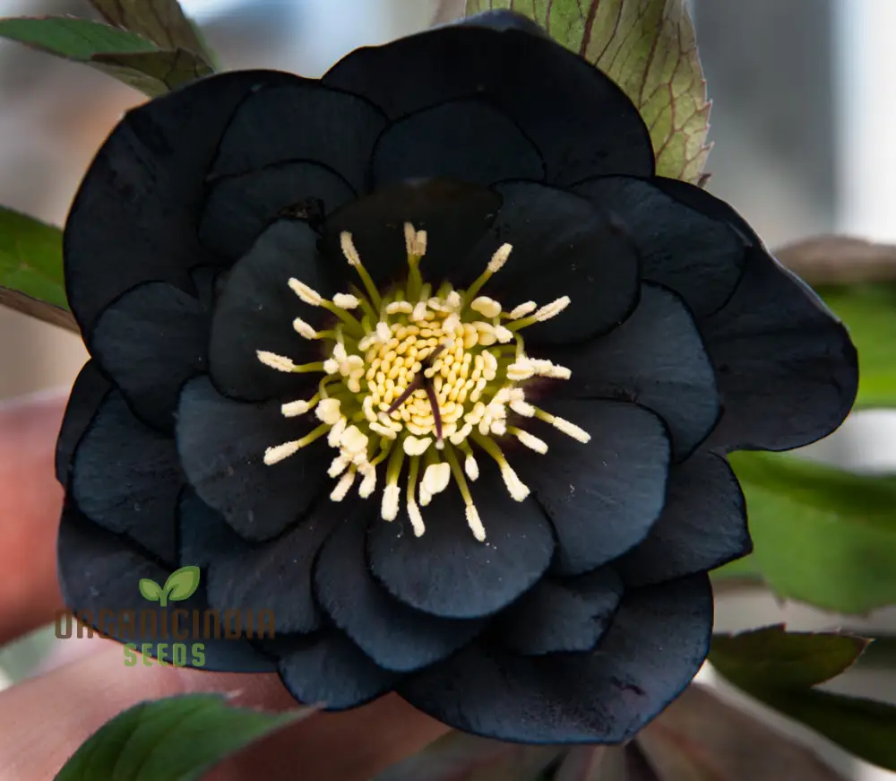 Helleborus Orientalis Seeds: Explore the Beauty of Lenten Roses in Your Garden - Shop Gardening Delights!