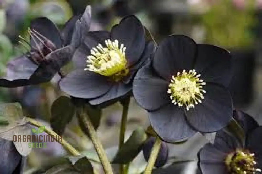 Helleborus Orientalis Seeds: Explore the Beauty of Lenten Roses in Your Garden - Shop Gardening Delights! - Image 3