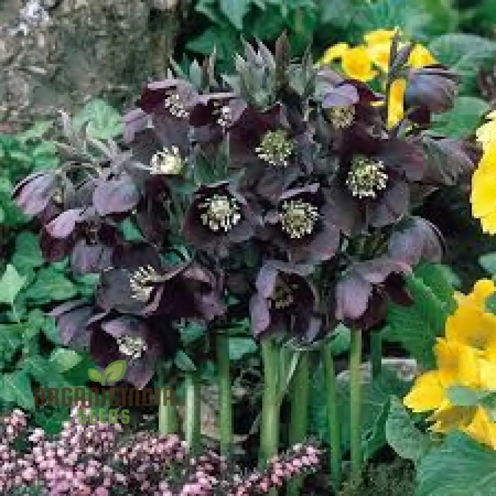 Helleborus Orientalis Seeds: Explore the Beauty of Lenten Roses in Your Garden - Shop Gardening Delights! - Image 4