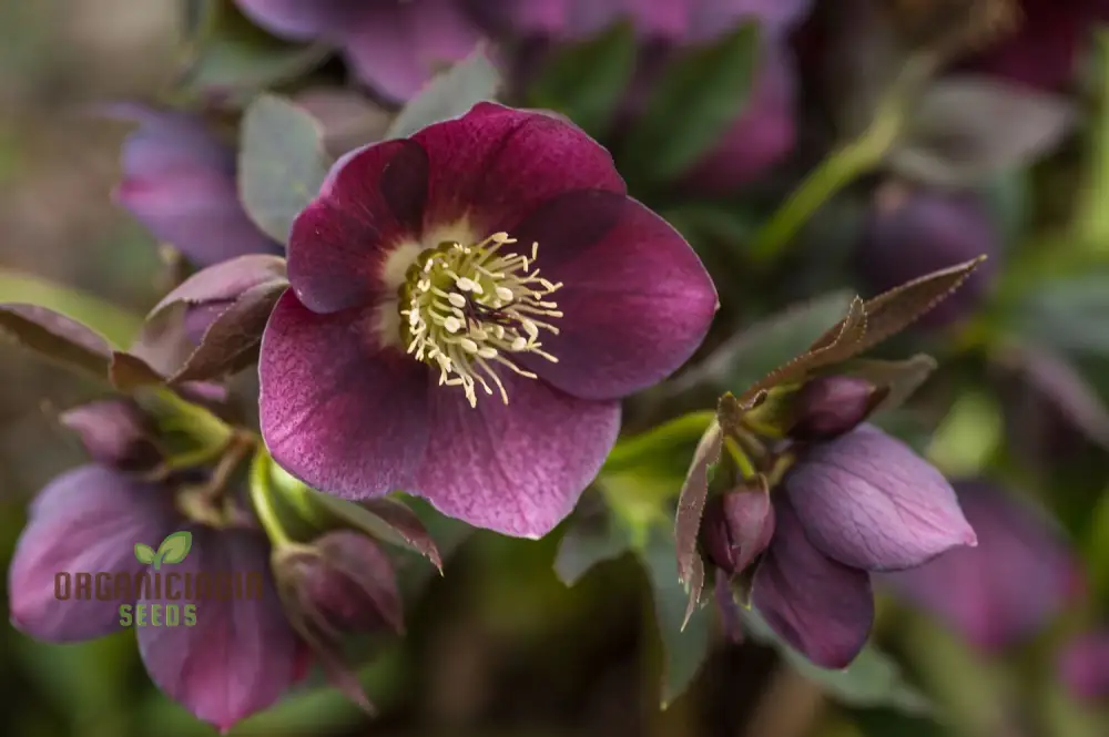 Helleborus Orientalis Seeds - Exquisite Garden Perennials for Vibrant Winter Blooms