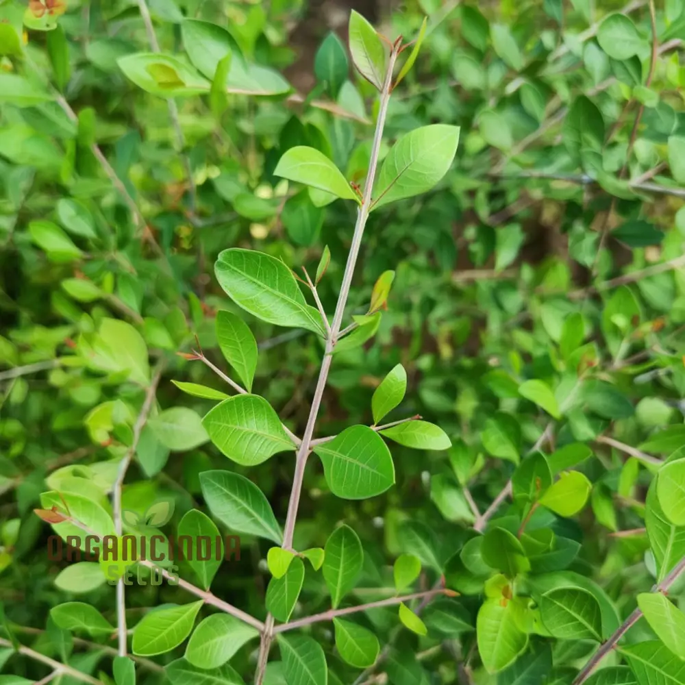 Henna Plant Seeds - Cultivate Your Own Natural Dye and Medicinal Herb