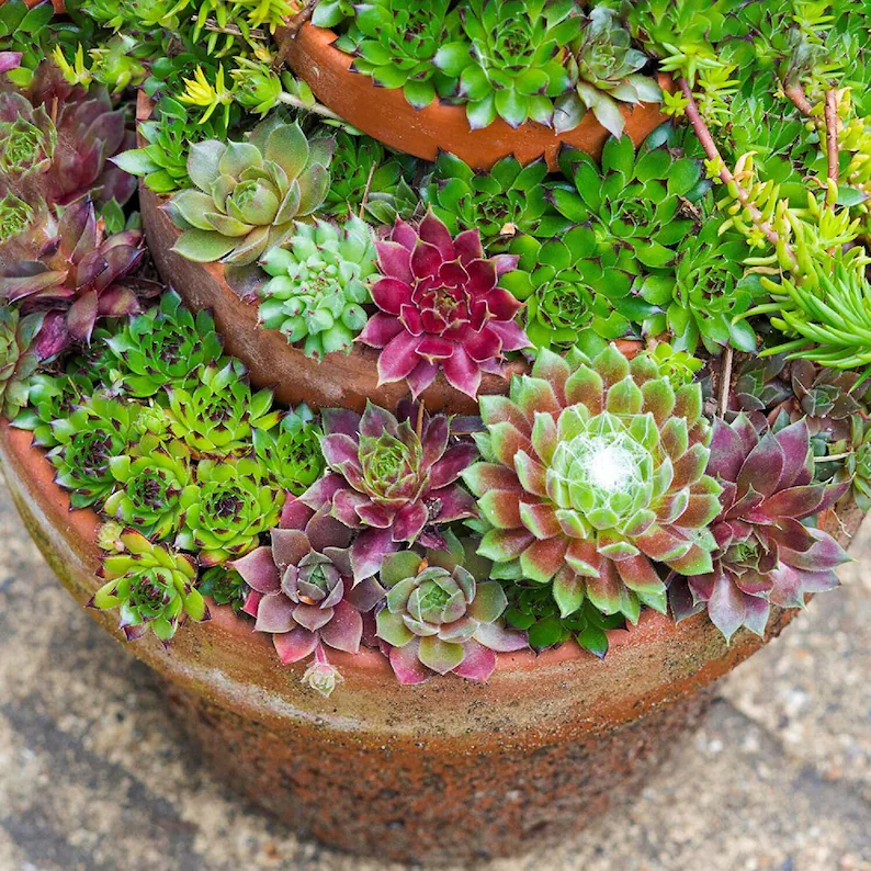 Hens and Chicks Succulent Mix Seeds – Hardy Decorative Plant for Home Garden