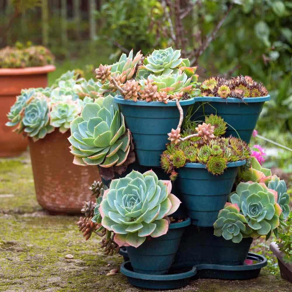 Hens and Chicks Succulent Mix Seeds – Hardy Decorative Plant for Home Garden - Image 3