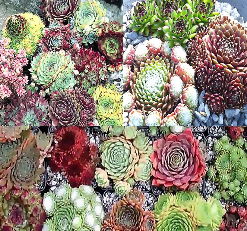 Hens and Chicks Succulent Mix Seeds – Hardy Decorative Plant for Home Garden - Image 4