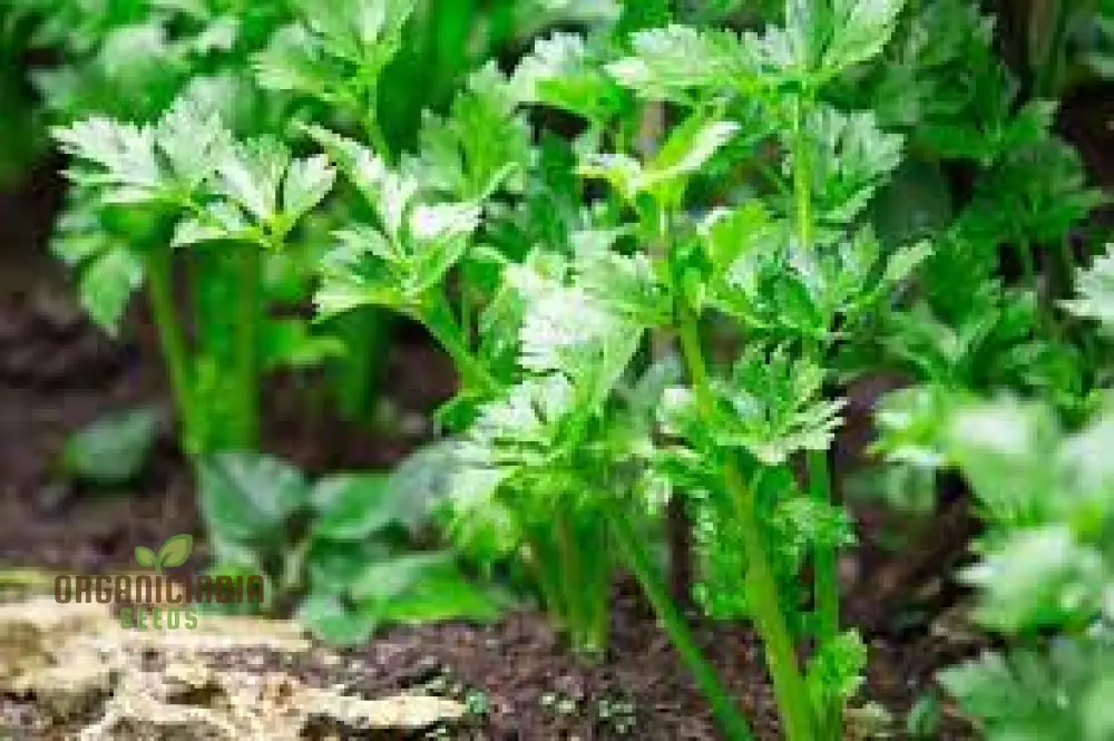 Herb Celery Seeds for Gardening | Premium Quality Celery Seeds for Planting