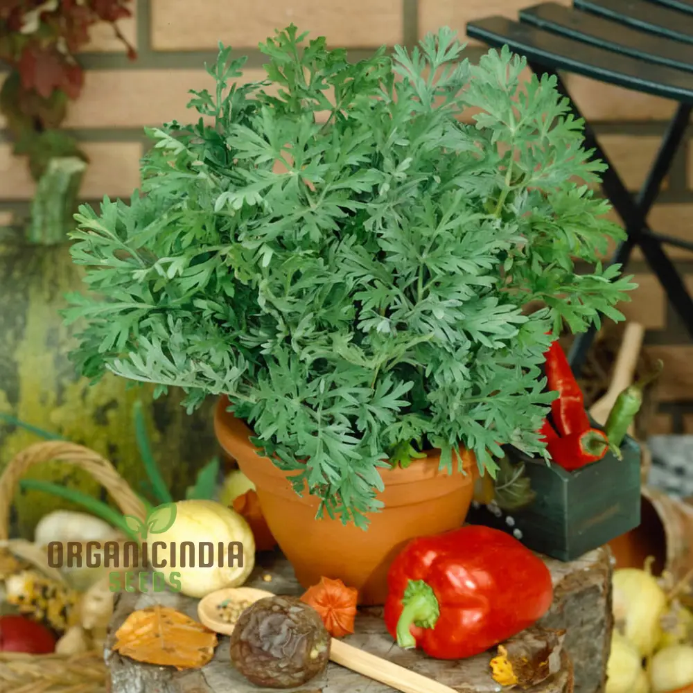 Wormwood (Artemisia Absinthium)Seeds For Planting, A Comprehensive Guide to Planting and Growing Aromatic Wormwood Seeds