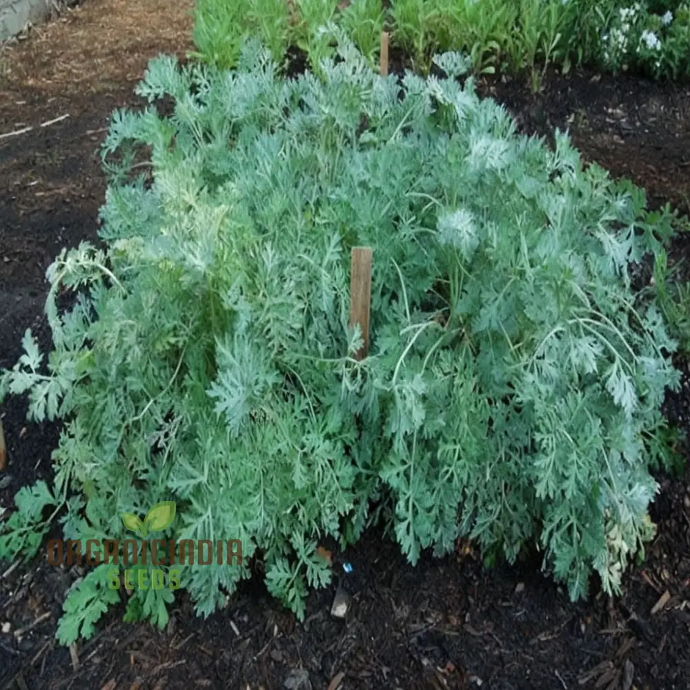 Wormwood (Artemisia Absinthium)Seeds For Planting, A Comprehensive Guide to Planting and Growing Aromatic Wormwood Seeds - Image 3