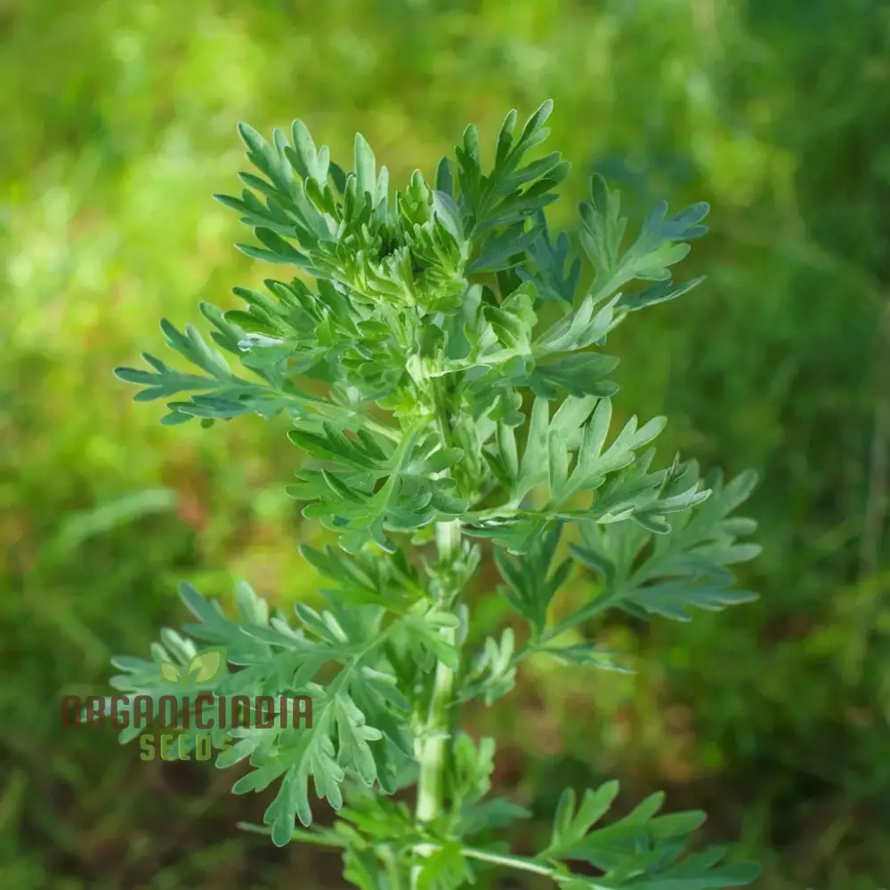 Wormwood (Artemisia Absinthium)Seeds For Planting, A Comprehensive Guide to Planting and Growing Aromatic Wormwood Seeds - Image 4