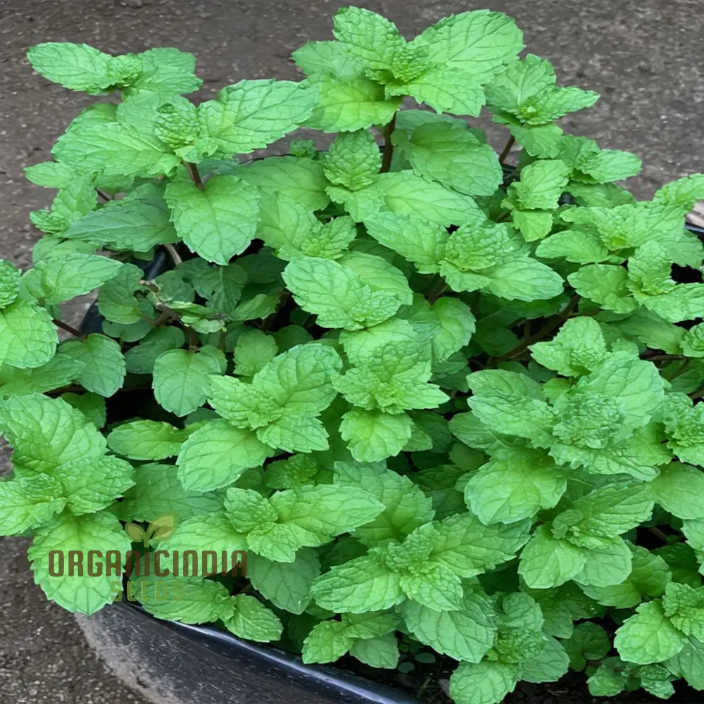 Mint SPICATA Seeds For Planting, Fresh Culinary Mint for Your Garden Delights