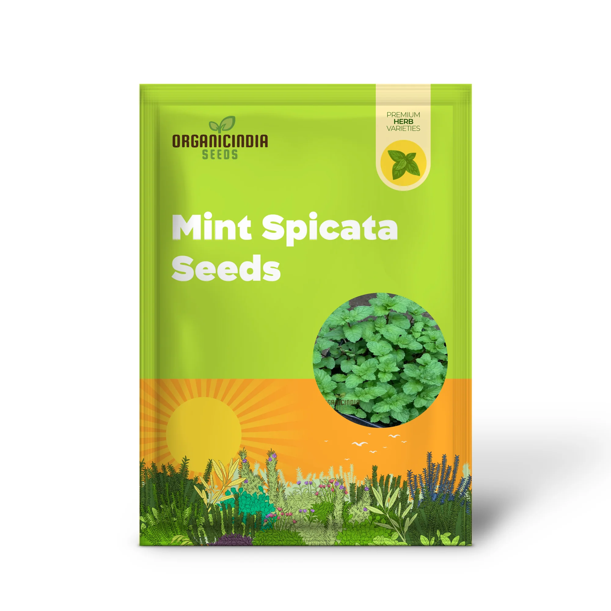 Mint SPICATA Seeds For Planting, Fresh Culinary Mint for Your Garden Delights - Image 2