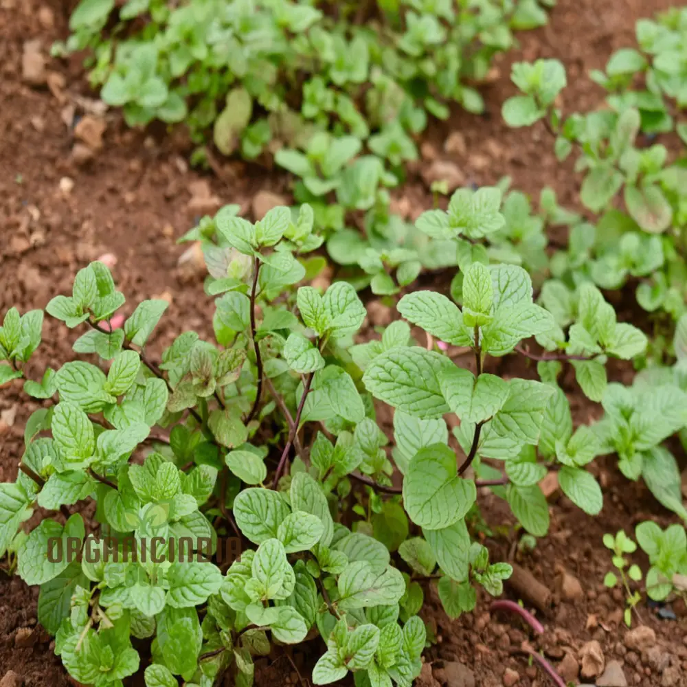 Mint SPICATA Seeds For Planting, Fresh Culinary Mint for Your Garden Delights - Image 3