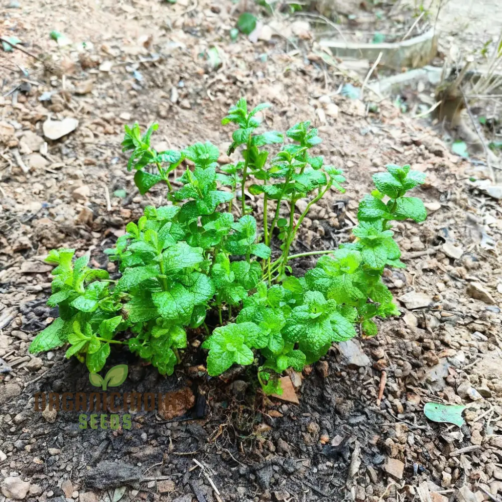 Mint SPICATA Seeds For Planting, Fresh Culinary Mint for Your Garden Delights - Image 4