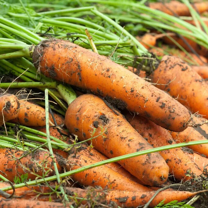 Hercules Carrot Seeds – High-Yield, Sweet & Crisp Heirloom Variety - Image 2