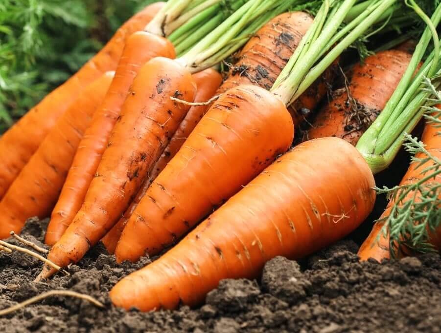 Hercules Carrot Seeds – High-Yield, Sweet & Crisp Heirloom Variety - Image 3