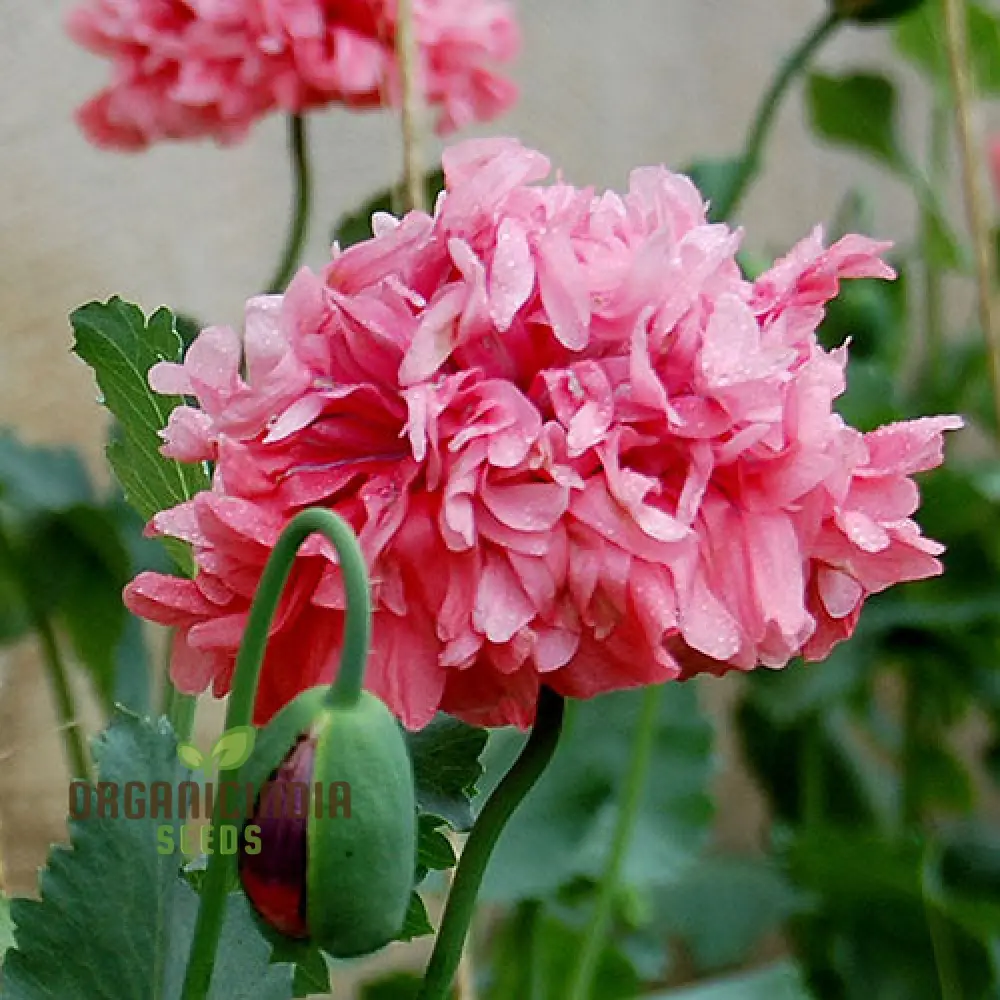 Heritage Farm Poppy Seeds – Vintage Garden Bloom Variety