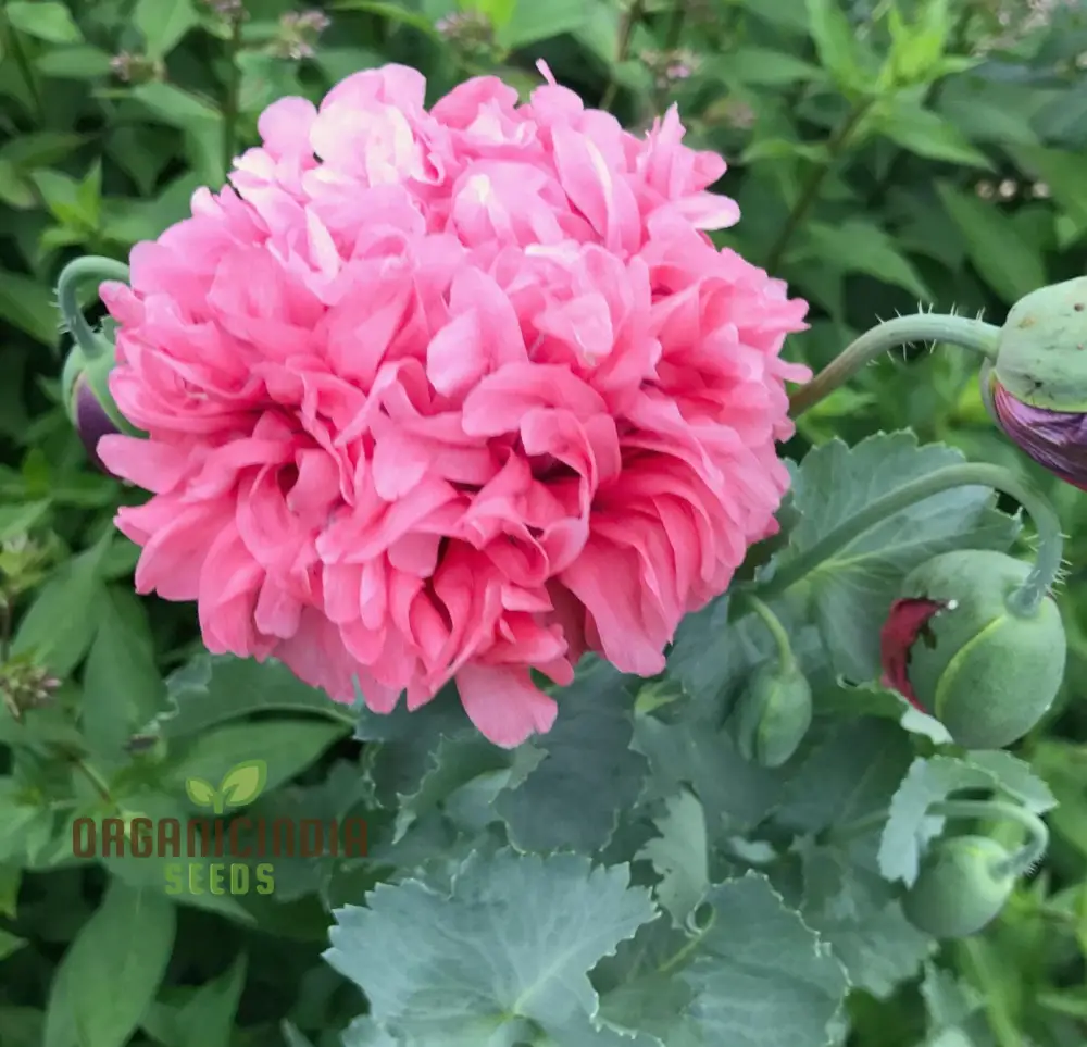 Heritage Farm Poppy Seeds – Vintage Garden Bloom Variety - Image 3