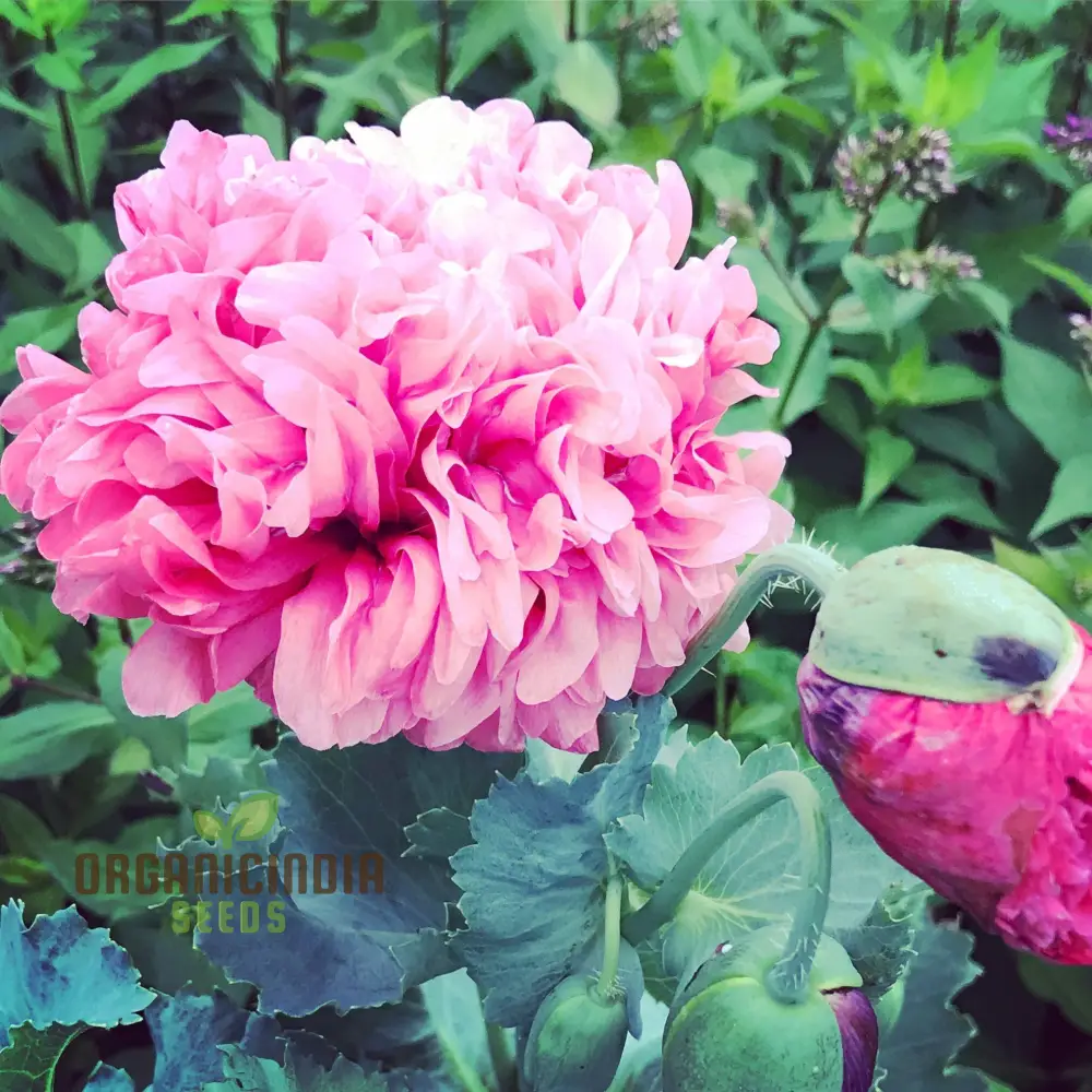 Heritage Farm Poppy Seeds – Vintage Garden Bloom Variety - Image 4
