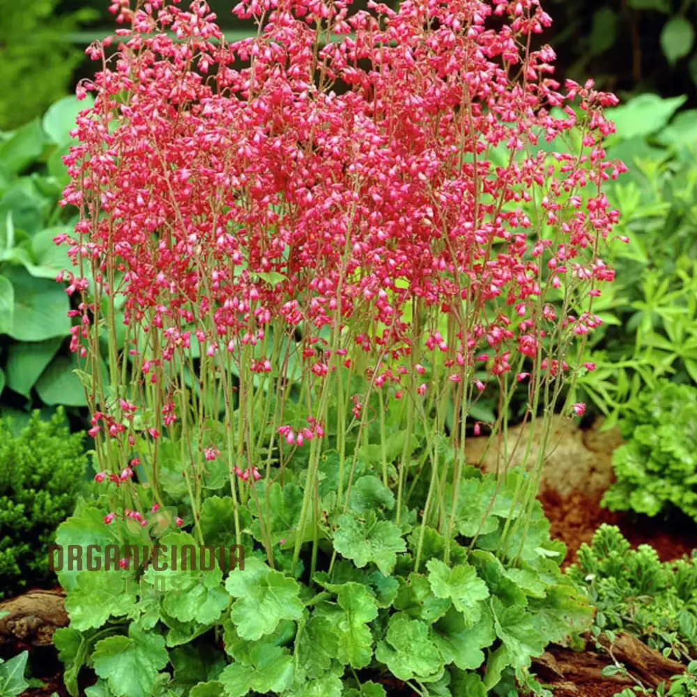 Heuchera Bressingham Hybrids Flower Seeds, Premium Garden Seeds for Gardening Enthusiasts