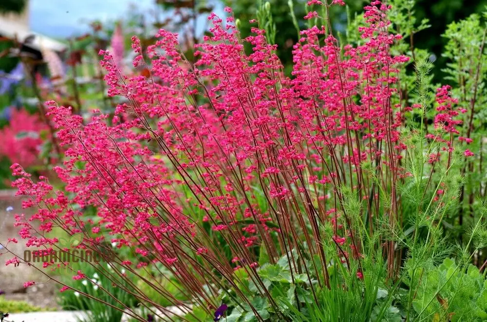Heuchera Bressingham Hybrids Flower Seeds, Premium Garden Seeds for Gardening Enthusiasts - Image 3